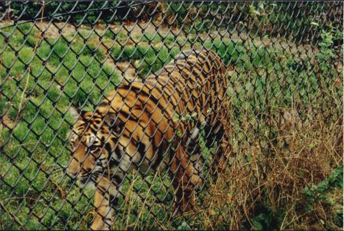 howletts.jpg (56861 bytes)